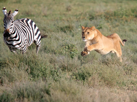 Lion chasing a Zebra
