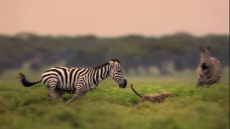 Zebra chasing a leopard.